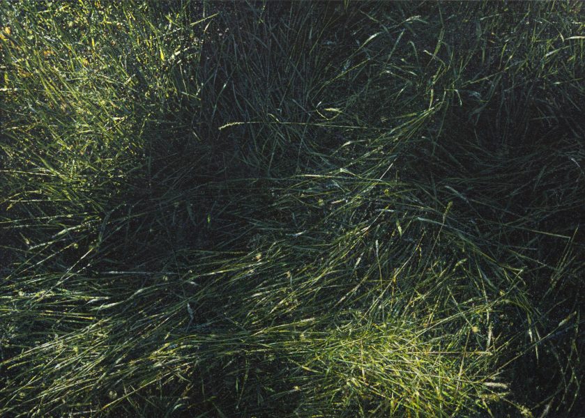 Jochen Hein - Gras VII