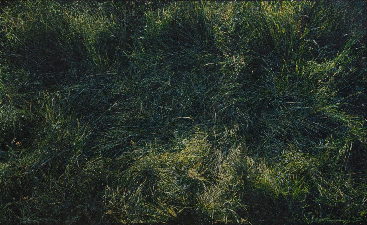 Jochen Hein - Gras