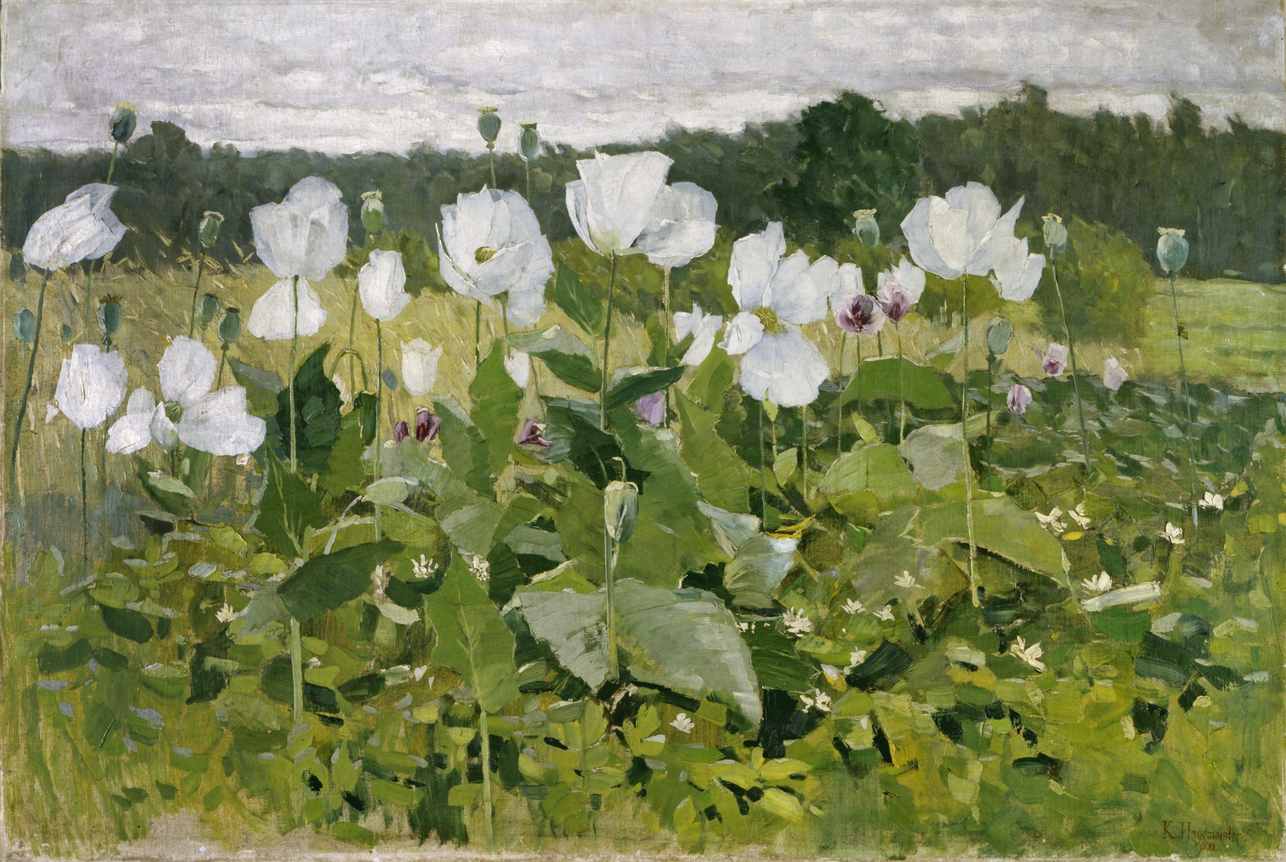 Weißer Mohn, Impressionismus im Norden