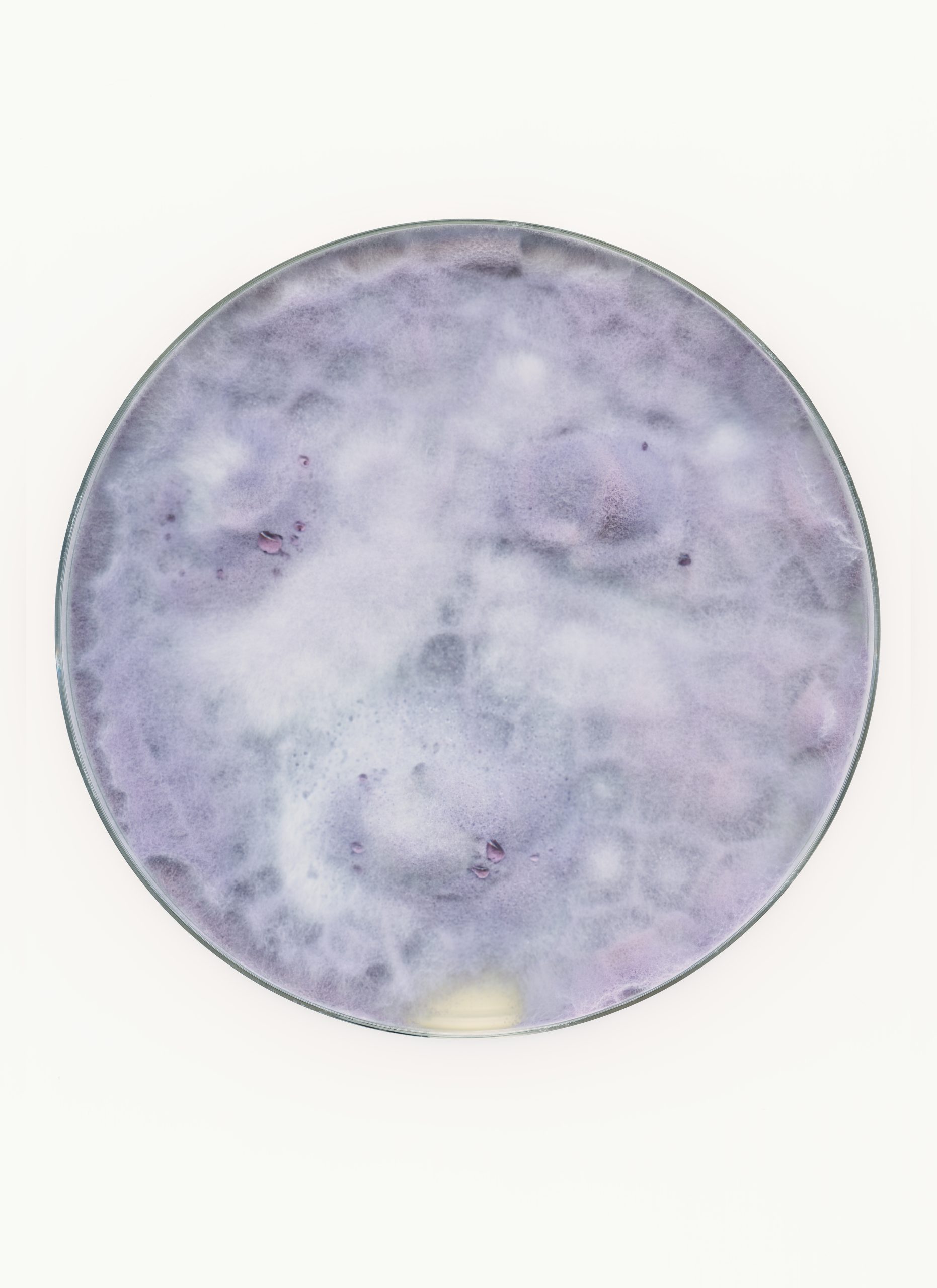 Nicolai Howalt, Fusarium sp