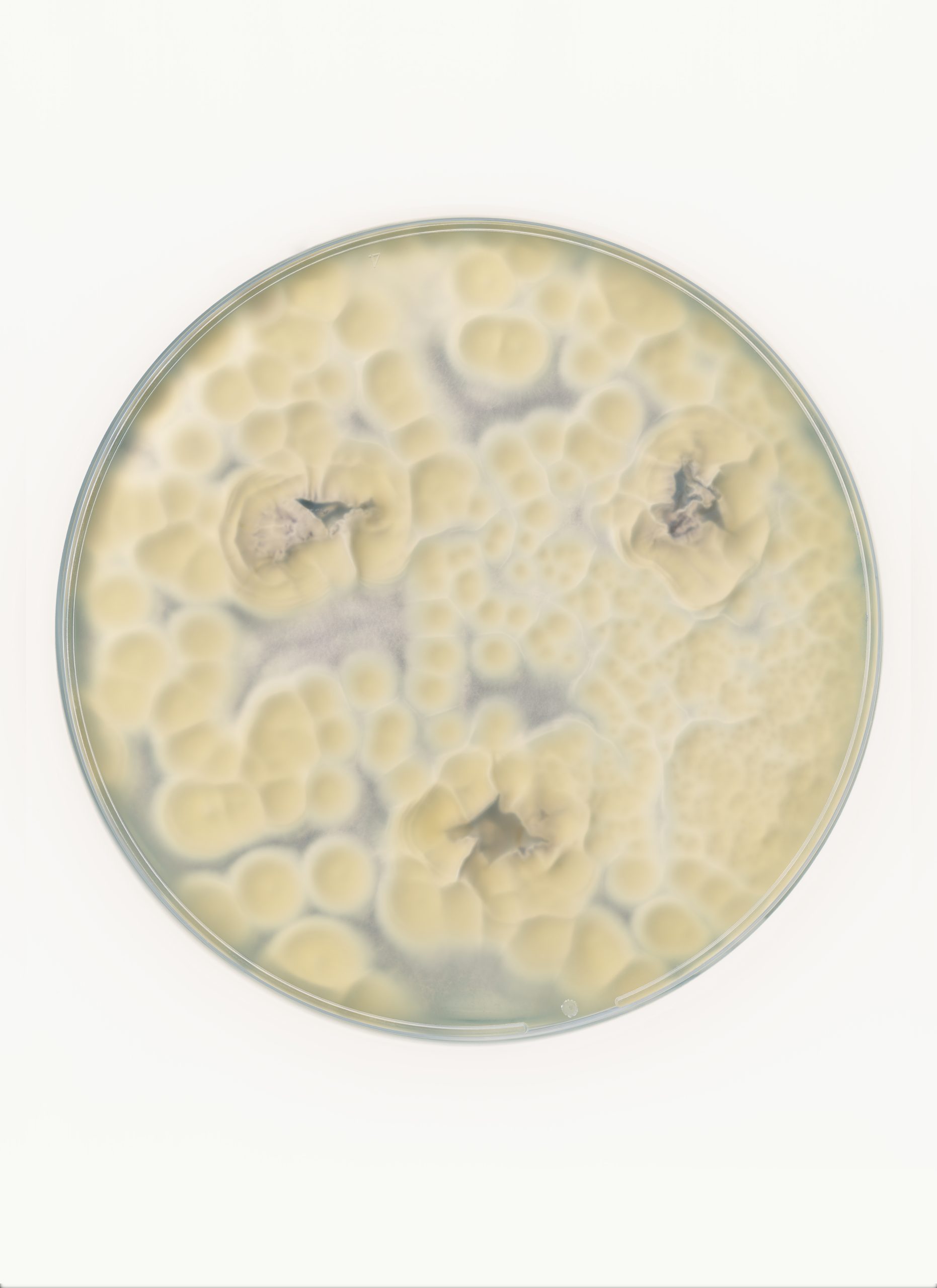 Nicolai Howalt, Fusarium sp