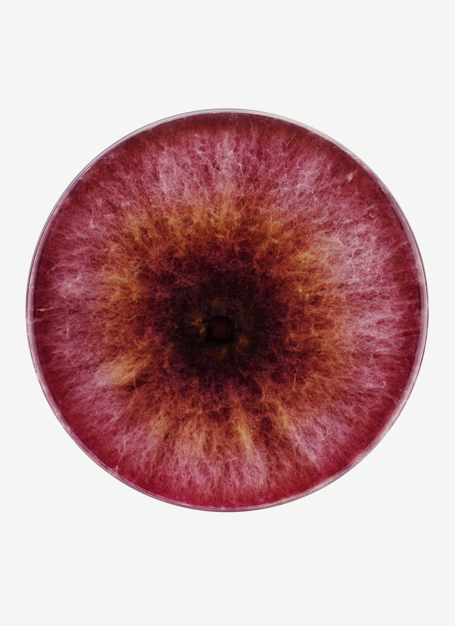 Nicolai Howalt, Fusarium sp