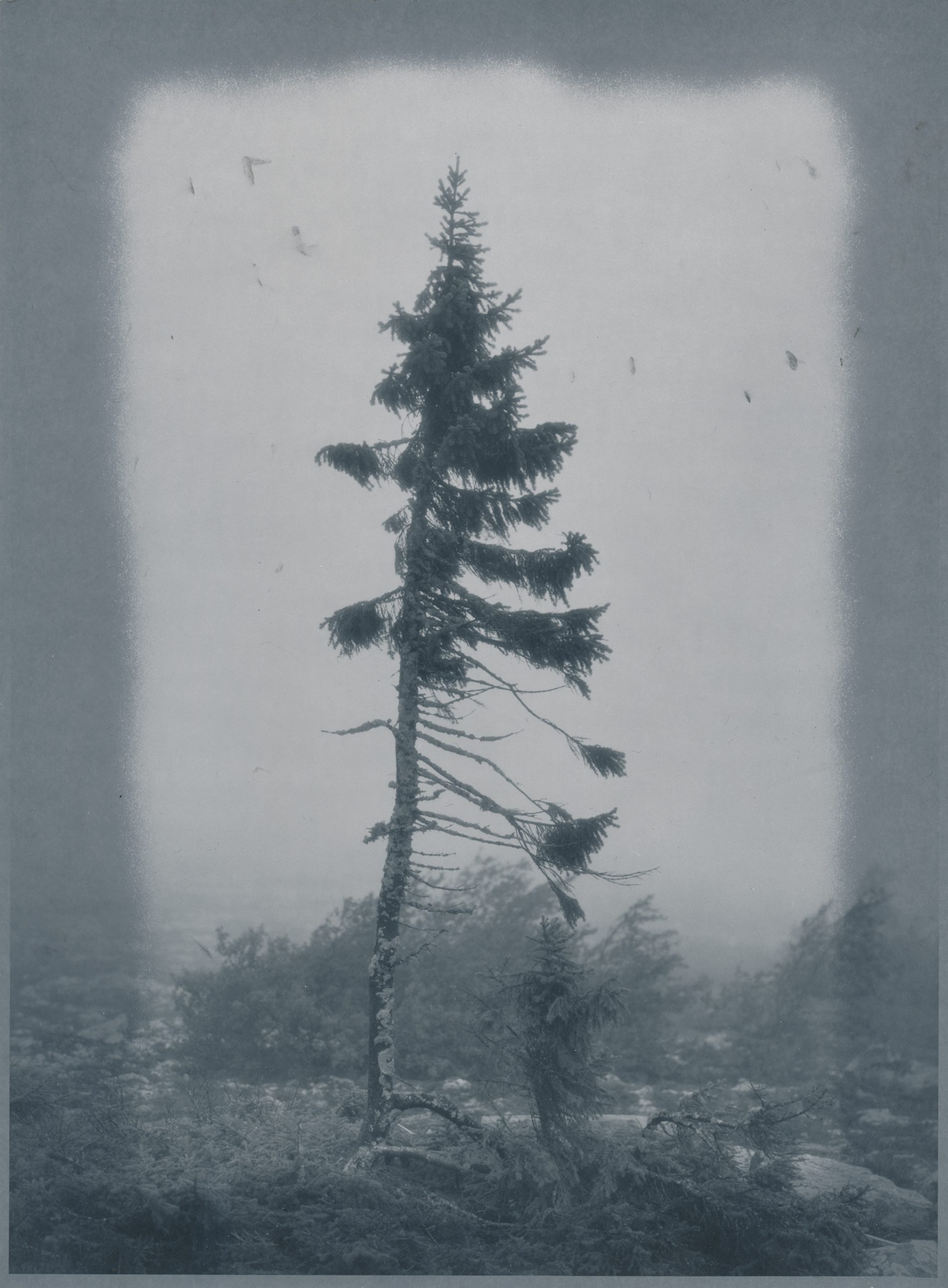 Nicolai Howalt, Old Tjikko