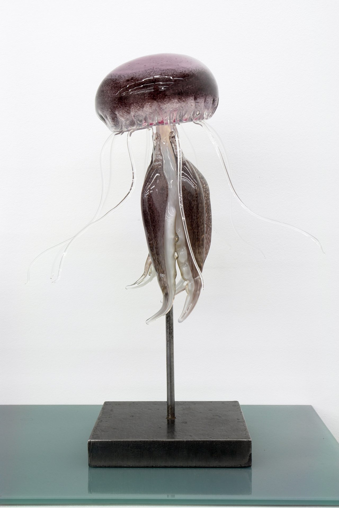 Tue Greenfort, Medusa Pelagia Noctiluca